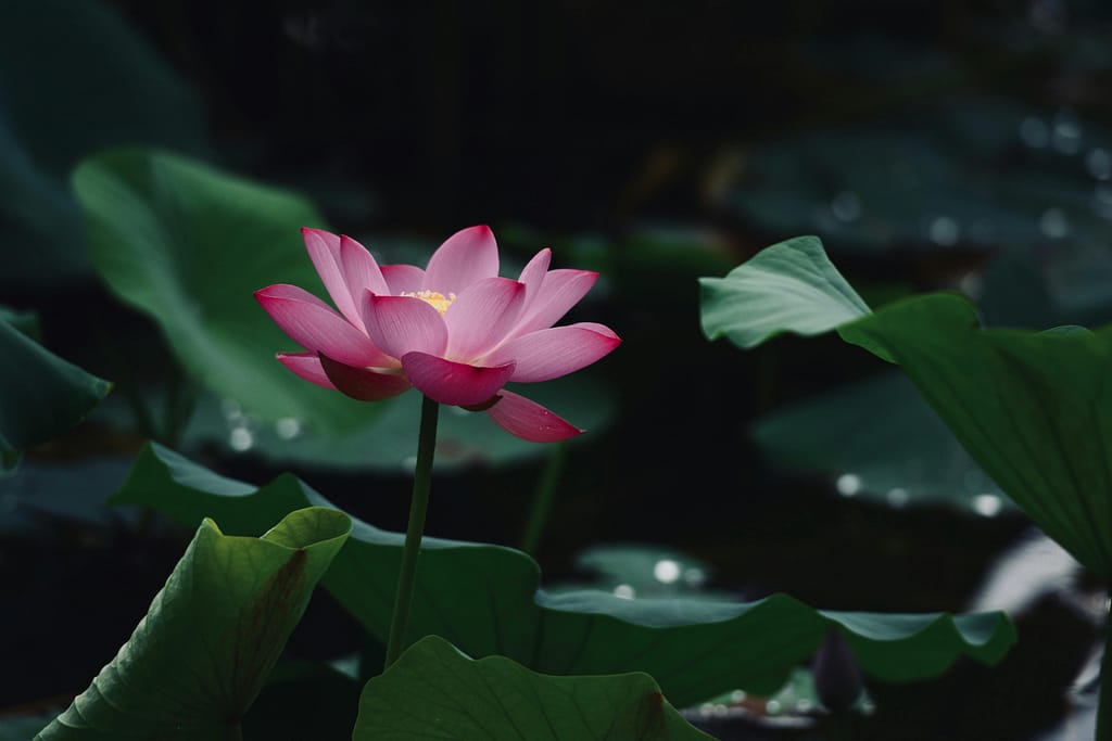 astral self therapy offers a free 30-minute virtual consultation to connect