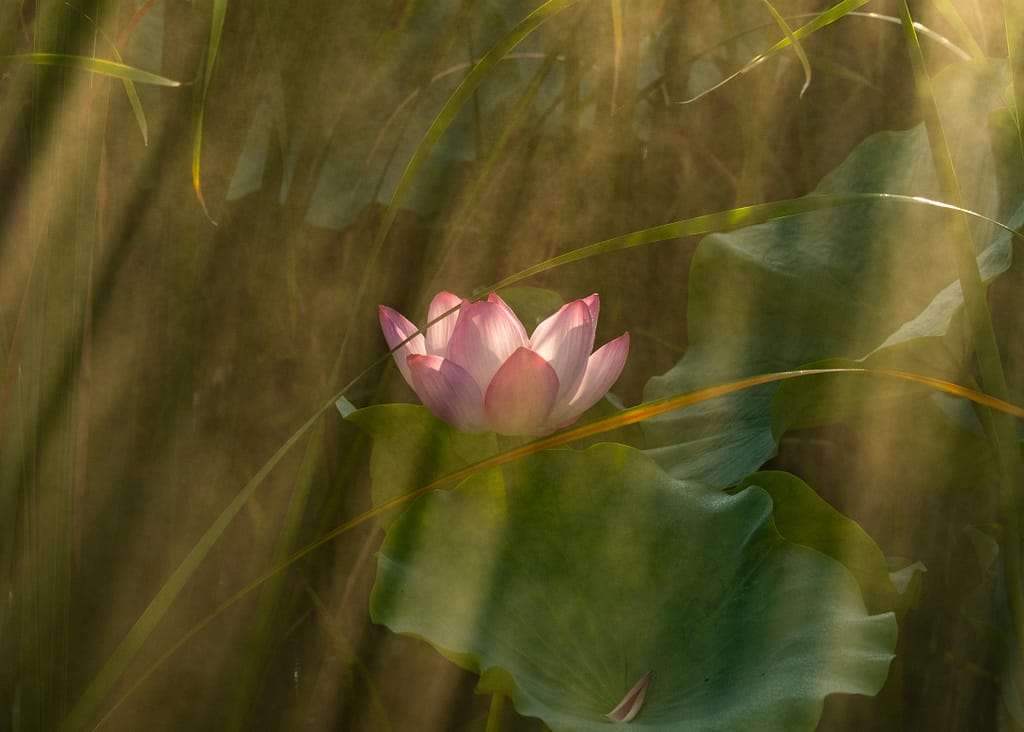 Astral self therapy provides individual therapy in Toronto, Ontario offering in-person sessions and virtual sessions.
