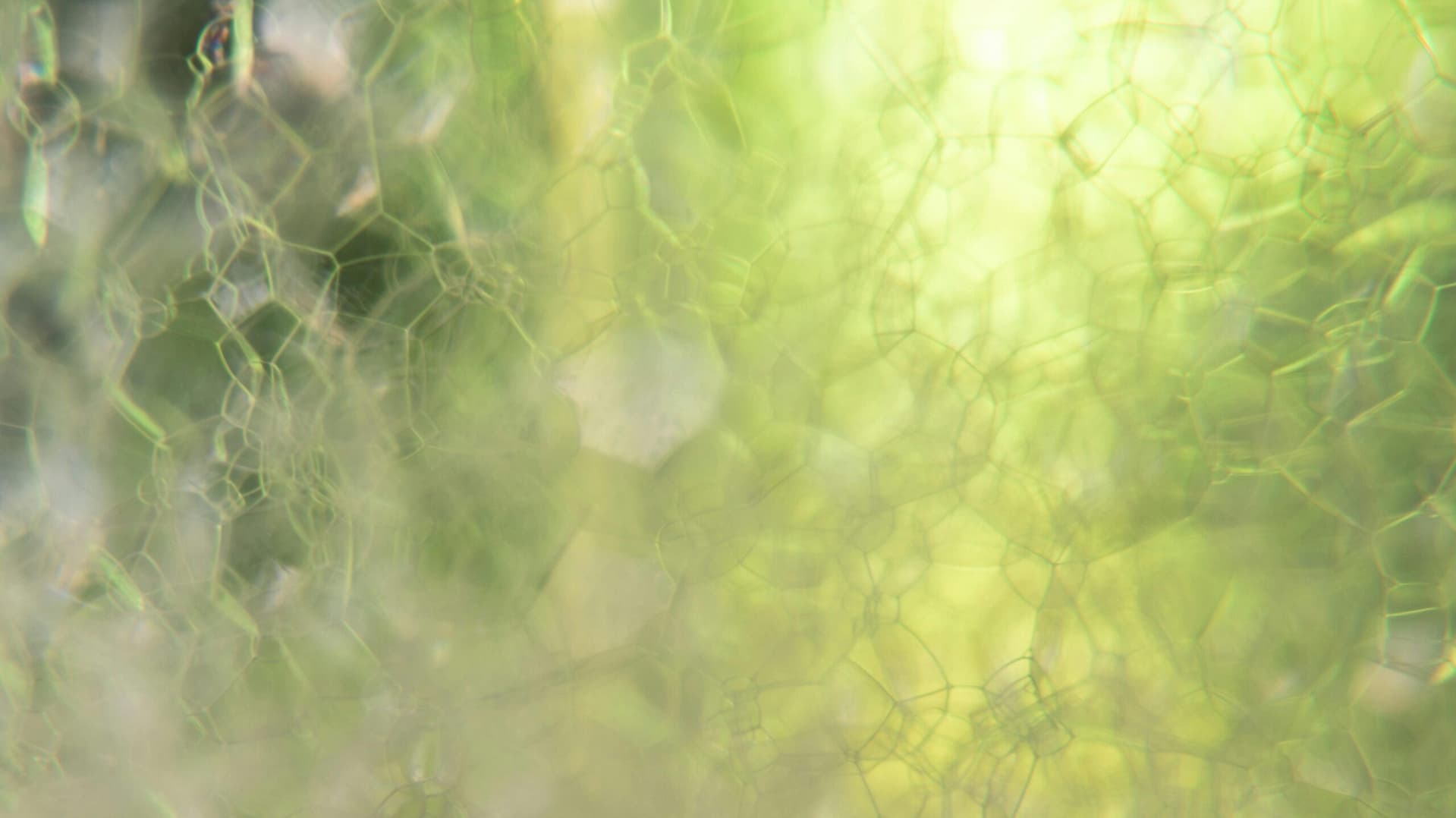 Depth-oriented therapy for individuals in Toronto - sessions offered in-person and virtual. 