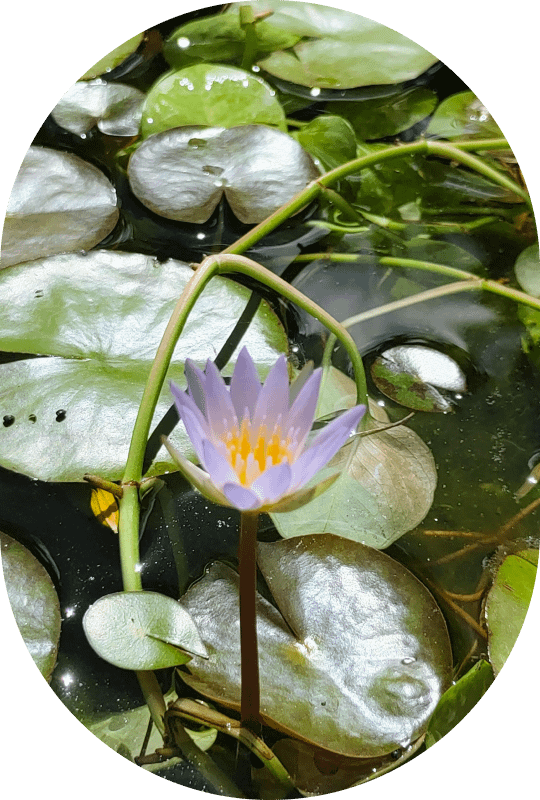 Annie Tung, registered psychotherapist (qualifying) in toronto ontario