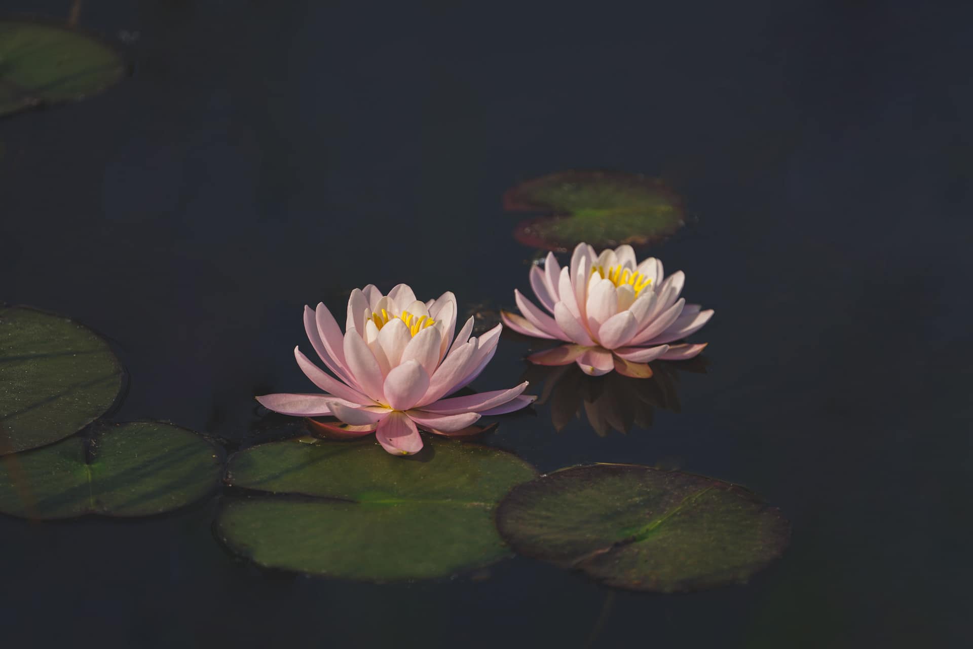 Couples therapy offers a safe, culturally sensitive, and non-judgmental space to better understand yourselves, one another, and the patterns shaping your relationship.